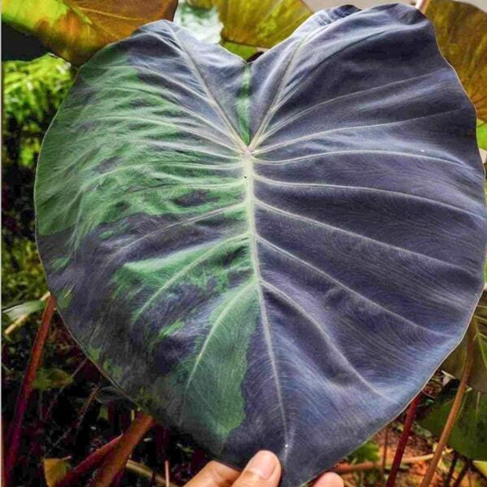 Колоказия BLACK FORESTA