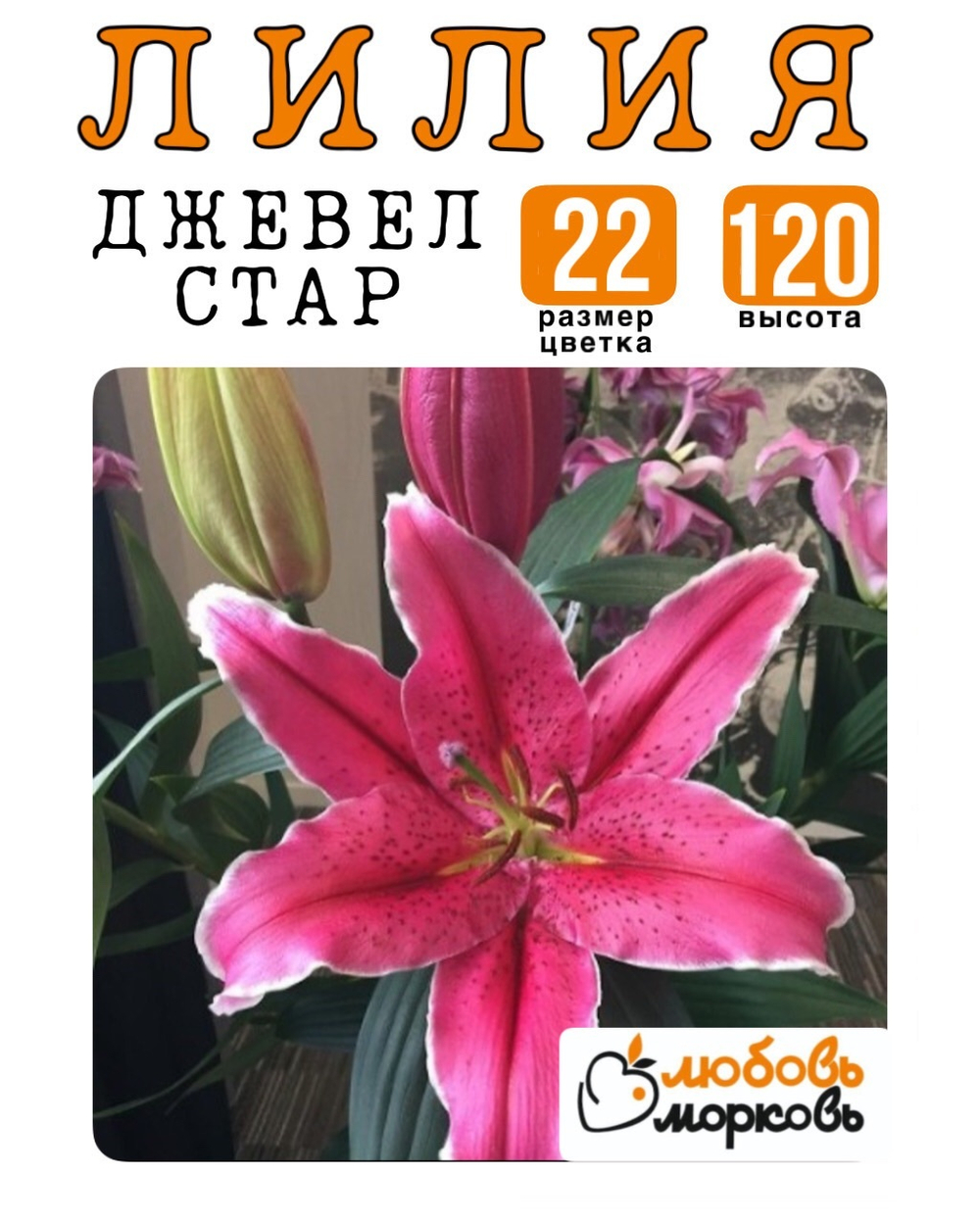 Лилия Луковица, Джевел Стар, восточный гибрид, 1 шт