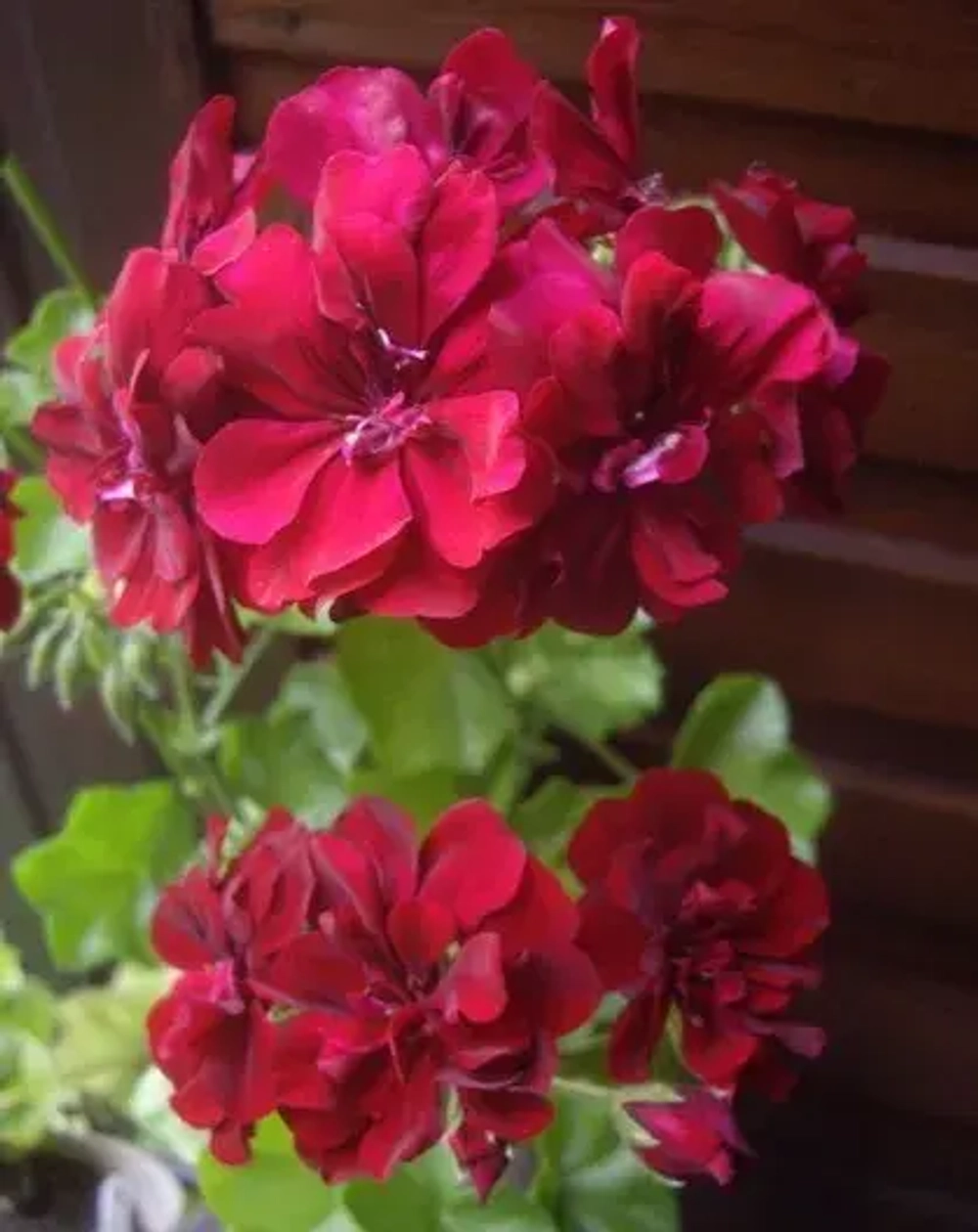 Пеларгония плющелистная PAC Tomgirl