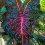 Колоказия JUBILEE