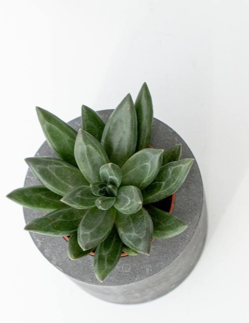 Эхеверия Изар