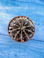 Gymnocalycium Friedrichii (Гимнокалициум)