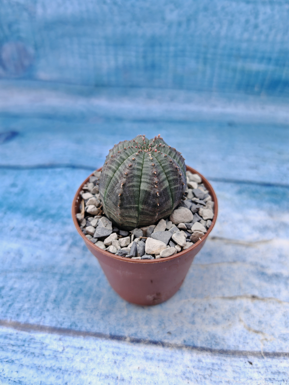 Euphorbia Obesa (Эуфорбия)