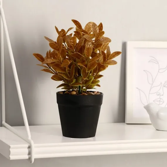 Бонсай &quot;Руэллия&quot; 9*20 см    микс