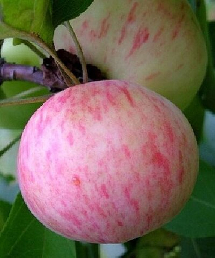 Яблоня Грушовка Московская