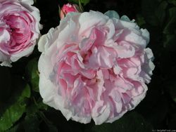 Маргарет Робертс (Margaret Roberts)