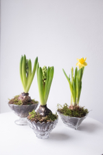 Серия Винтаж. Первоцветы в хрустале S