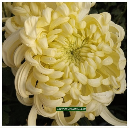 Хризантема одноголовая Viena cream  ☘ о.78    (отгрузка  Сентябрь)