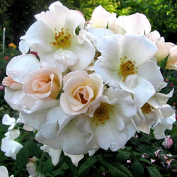 Роза Салли Холмс Штамб 125-130 см Закупка М21 весна 2026