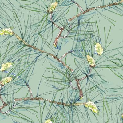 Сосновые ветки на нежном серо-зеленом фоне