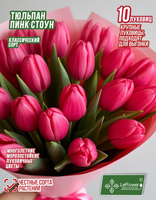 Тюльпан Луковица, Пинк стоун, 10шт крупные