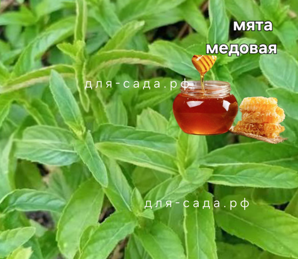 Мята мед