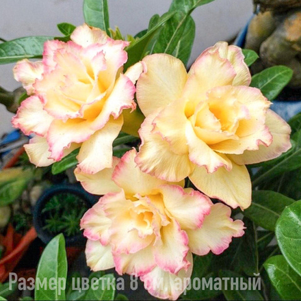 Адениум 756-PHUONG LAM VANG