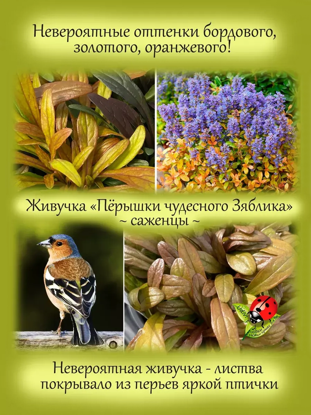 Живучка Френдс Фенси Финч Пёрышки чудесного Зяблика