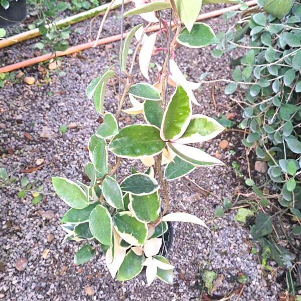 Хойя CARNOSA KRIMSON QUEEN