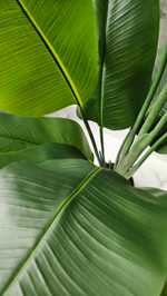 Стрелиция 180 см без кашпо / Арт 3082