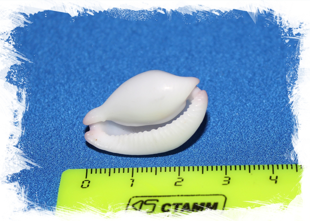 Бородавчатый кальпурнус, 2-4шт, 1шт