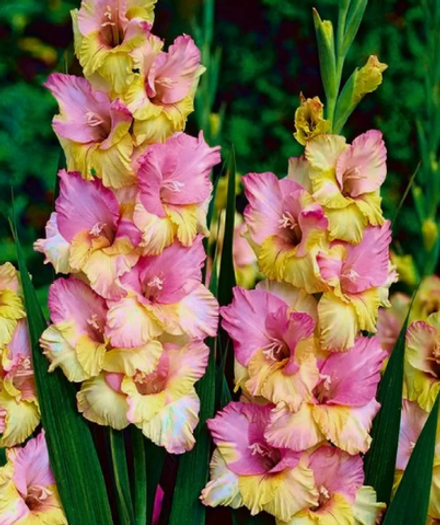 Гладиолус крупноцветковый Мон Амур луковица март 2026