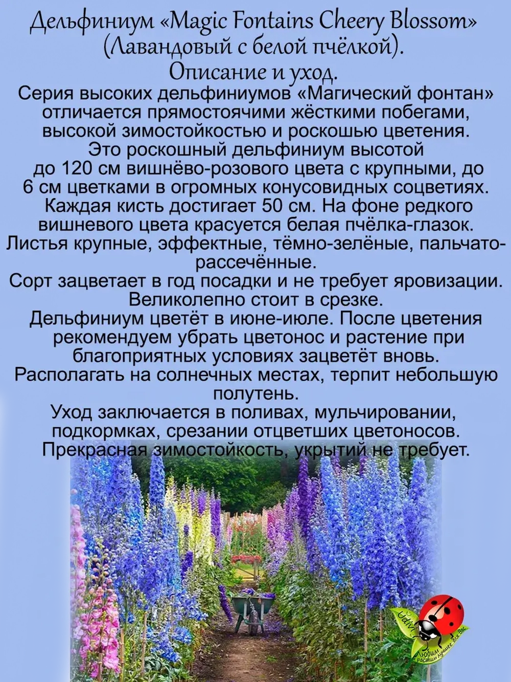 Дельфиниум Вишнёвый с белой пчелкой Cherri Blossom White Bee