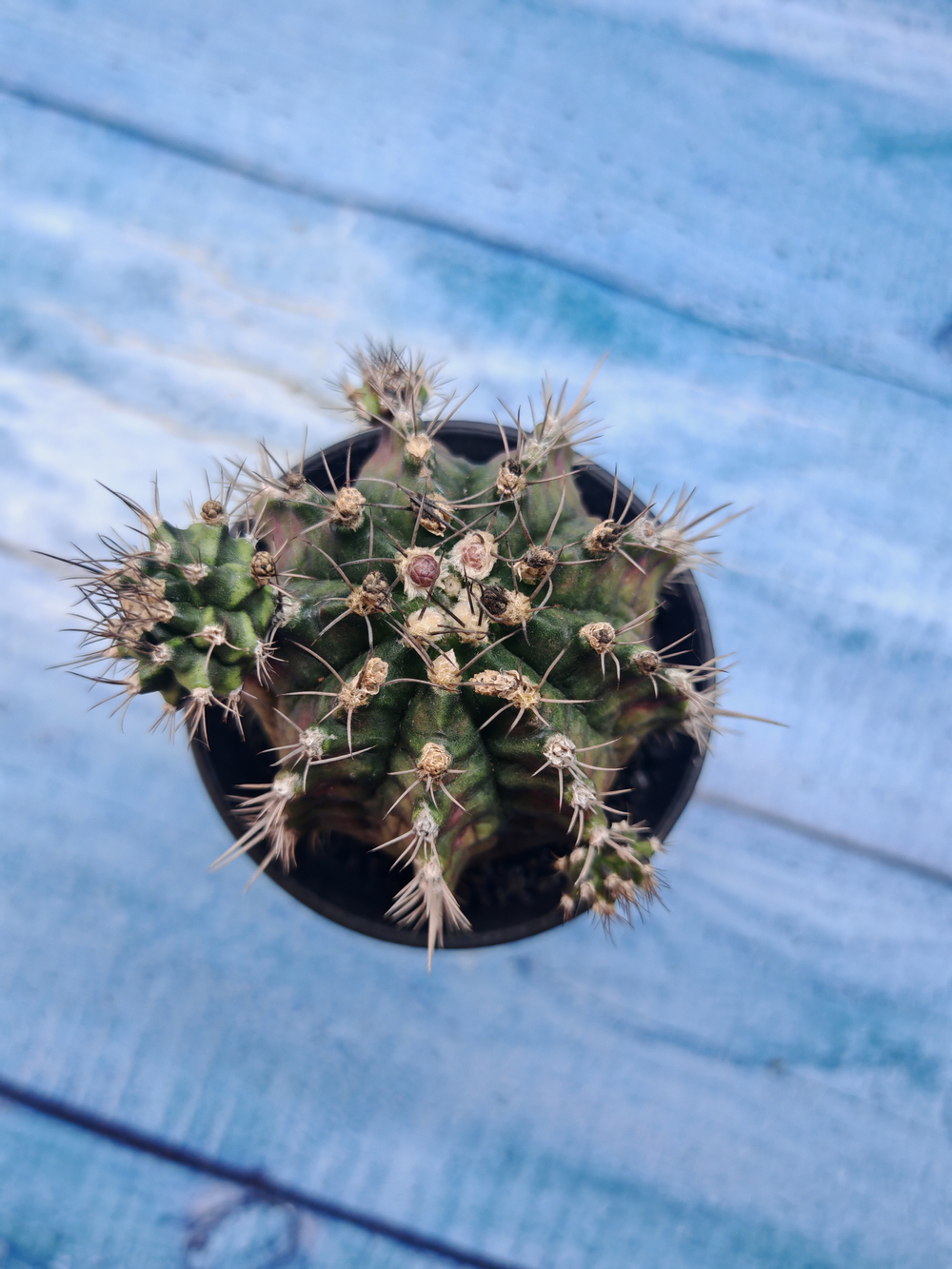Gymnocalycium T-Rex Pink hybrid (Гимнокалициум T-rex)