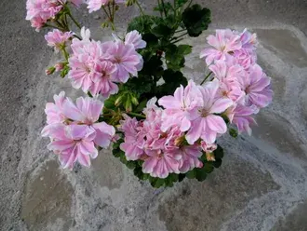 Пеларгония зональная Saga