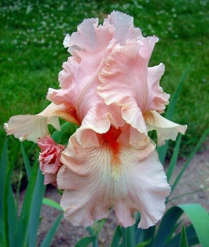 Ирис бородатый Беверли Силз