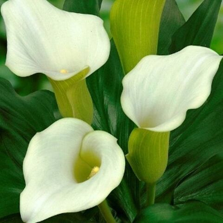 Калла Капитан Вентура (2 шт) Волжский Сад