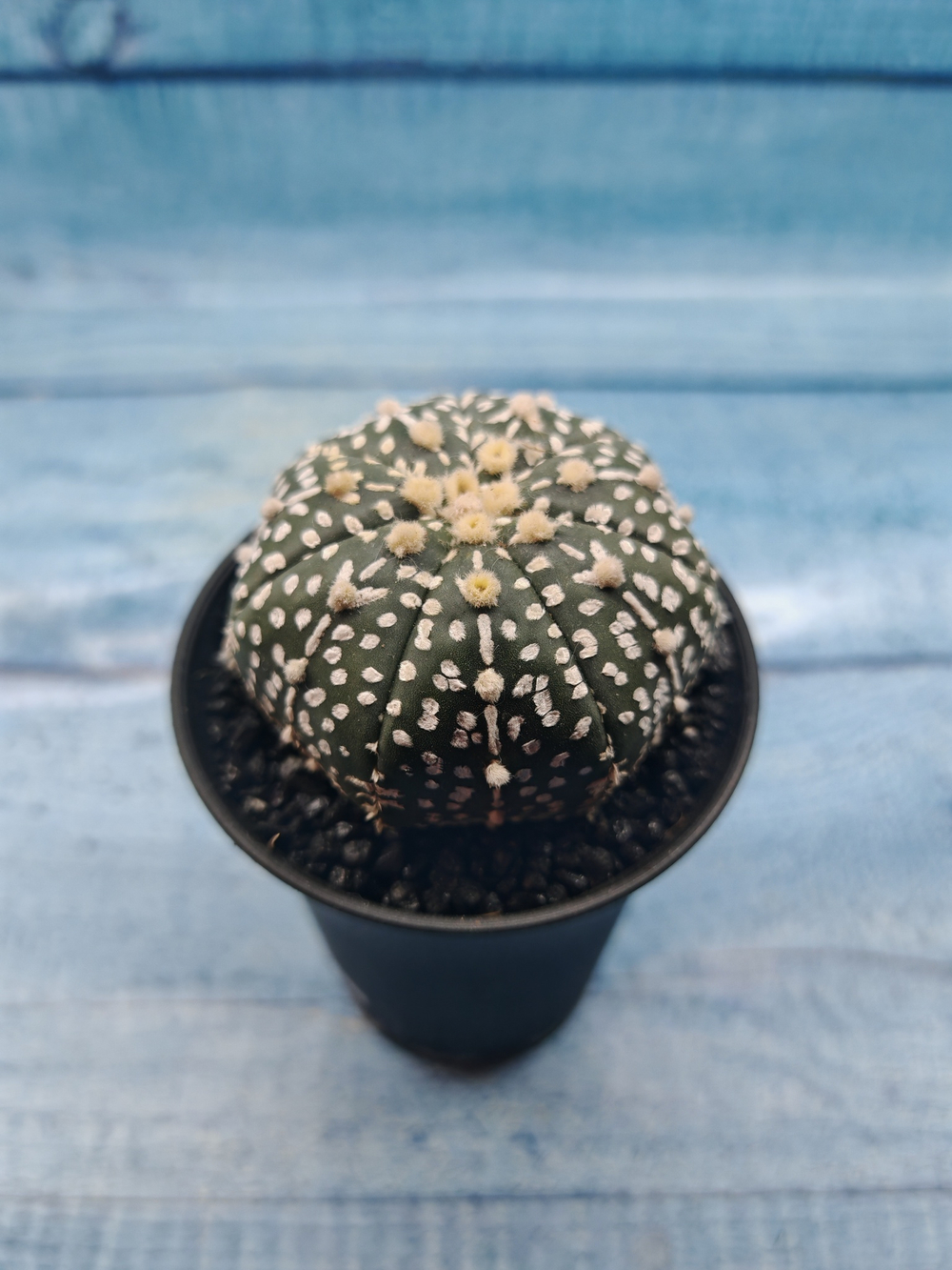 Astrophytum Asterias (Астрофитум)