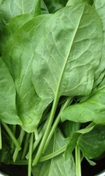 Семена Щавель Крупнолистный 0,25гр (УД) Е/П