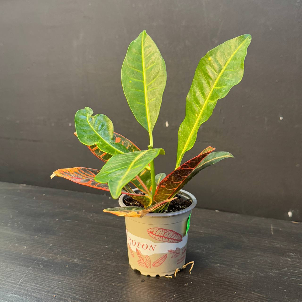 Кротон (Codiaeum variegatum)