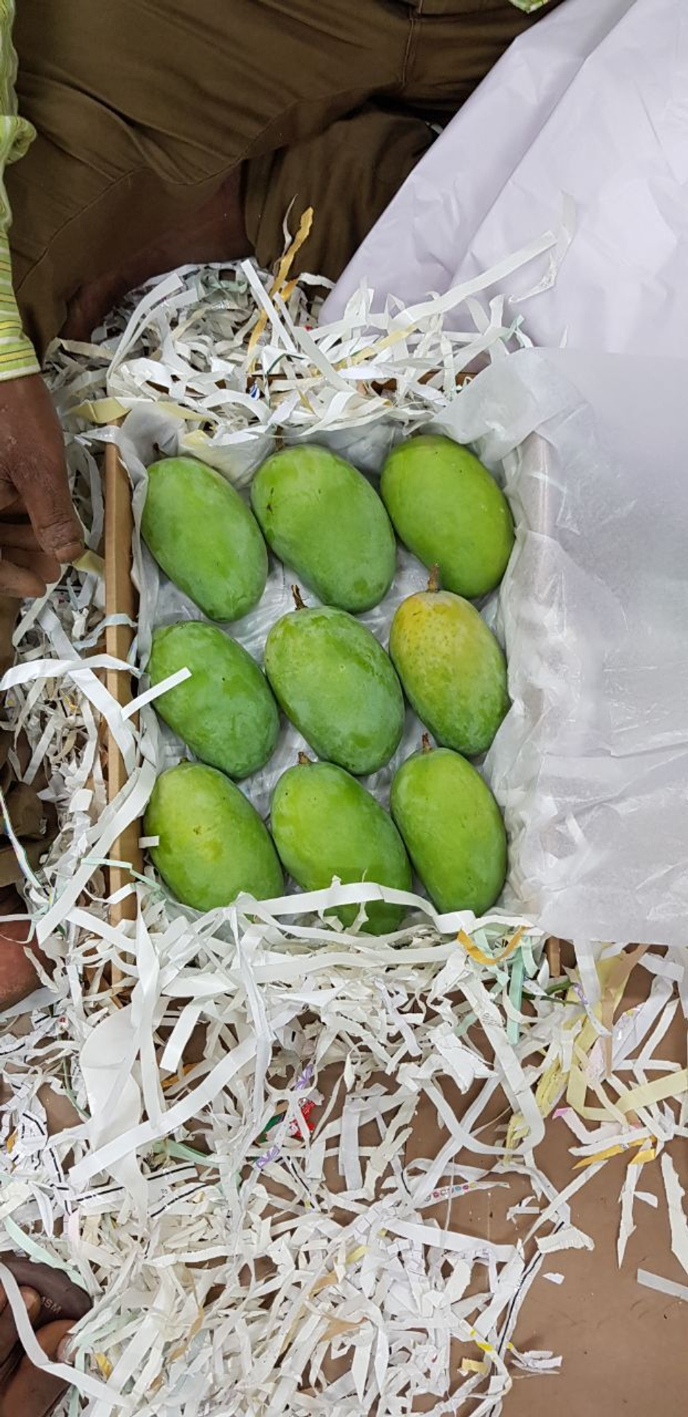 Индийский сорт МАНГО «Имам Пасанд», «Лангра» и «Алампур Банешан»