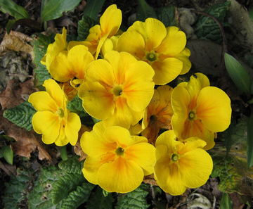 Примула желтая крупноцветковая