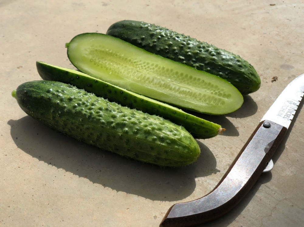 Баде F1 семена огурца партенокарпического ( Yuksel Tohum / )