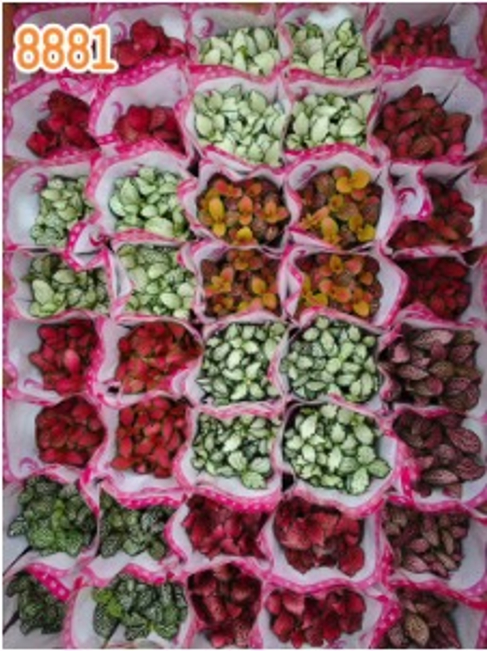 Фиттония mix colour д.8