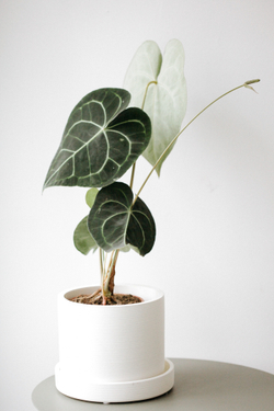 Антуриум Кларинервиум