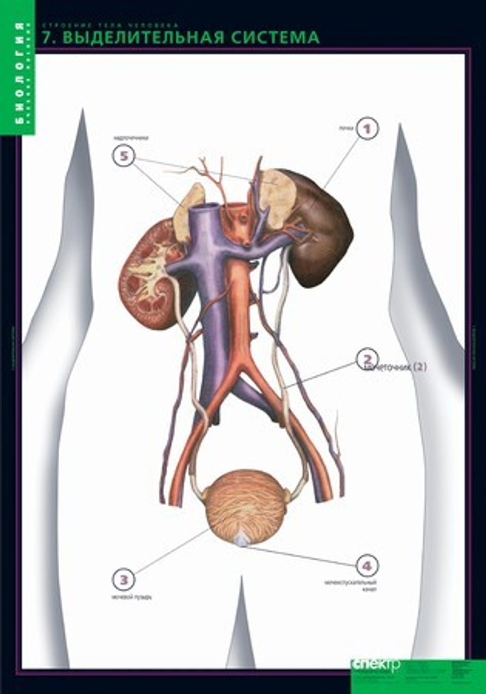 Комплект таблиц "Строение тела человека" (10табл.+ 80 карт.)