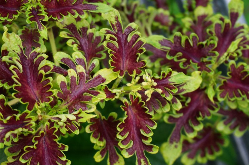 Колеус Electric coral