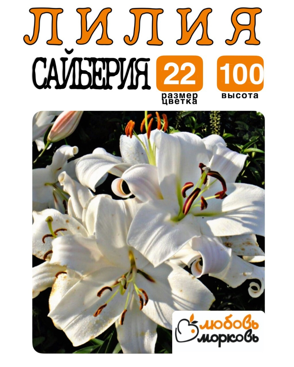 Лилия Луковица, Сайберия, восточная, разбор 22/24, 1 шт