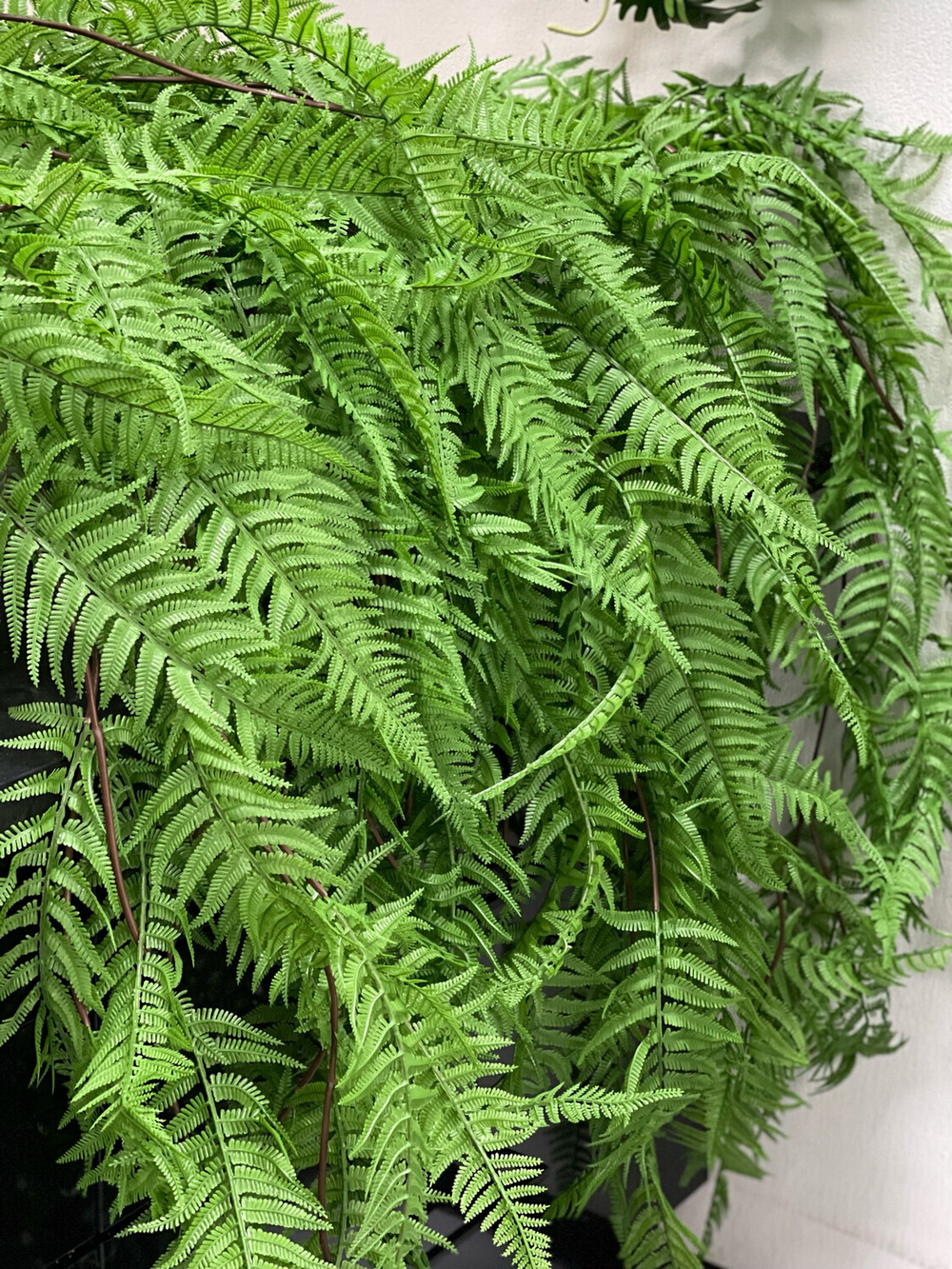 Папоротник чешуйчатые листья СМ 120см