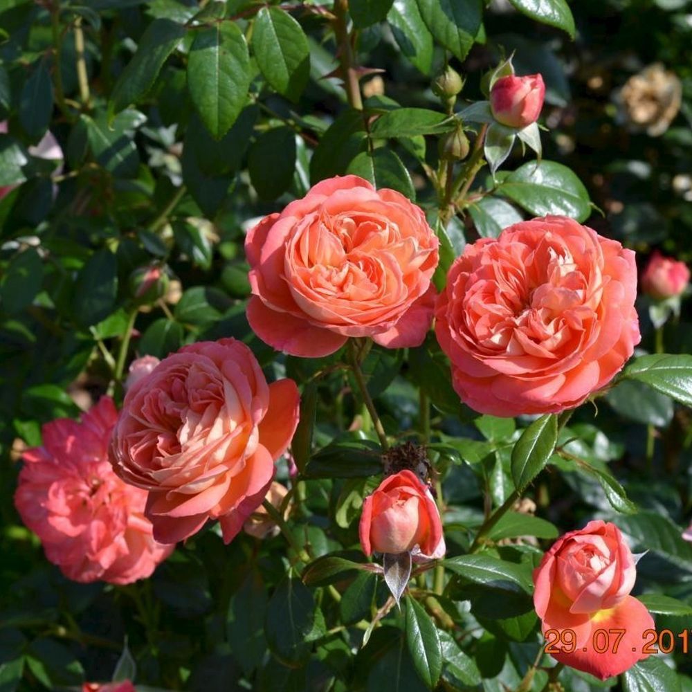 Квин Оф Хартс (Queen Of Hearts)