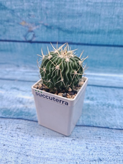 Echinofossulocactus Multicostatus (Эхинофоссулокактус)