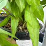 Сингониум RIBBON LEMON