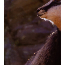 Бинокль Konus Emperor 10x50 WA Green — позволяет детально рассматривать объекты на большом расстоянии