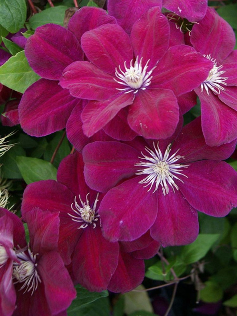 Клематис Руж Кардинал С2