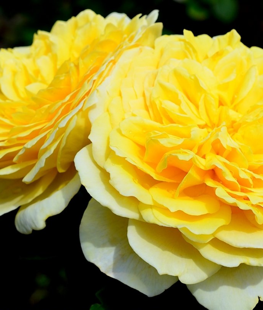 Роза Жоэль Маруани С4 Закупка М16 июнь 2026