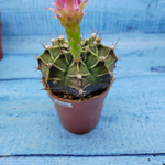 Gymnocalycium Friedrichii (Гимнокалициум)