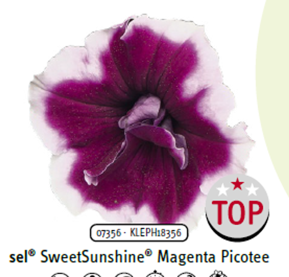 ЕВРО Петуния Sweetsunshine Mangenta Picotee укорененный черенок ОКС начало декабря