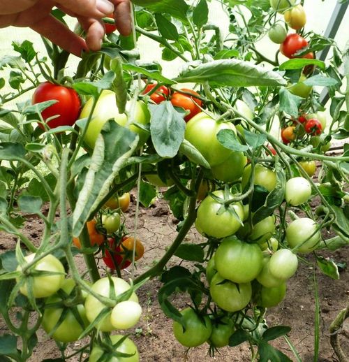 Помидоры – Смоленский