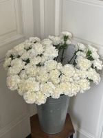 Диантус в белом оттенке