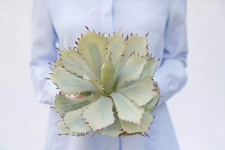 Агава потаторум